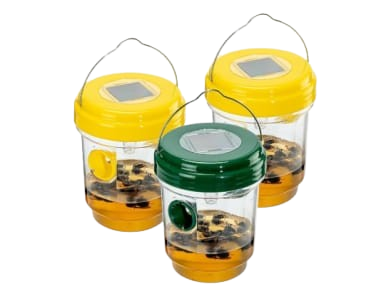 Wasp Trap